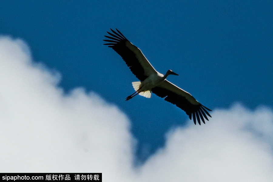 遠離塵囂的動物棲息地 探訪俄羅斯別廖佐夫斯基自然保護區