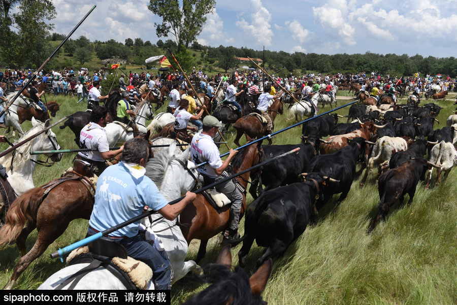 西班牙索里亞慶祝傳統節日La Saca 群馬奔騰景象壯觀